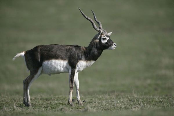 The Endangered Black Buck Deer: How Conservation Efforts are Saving a Species