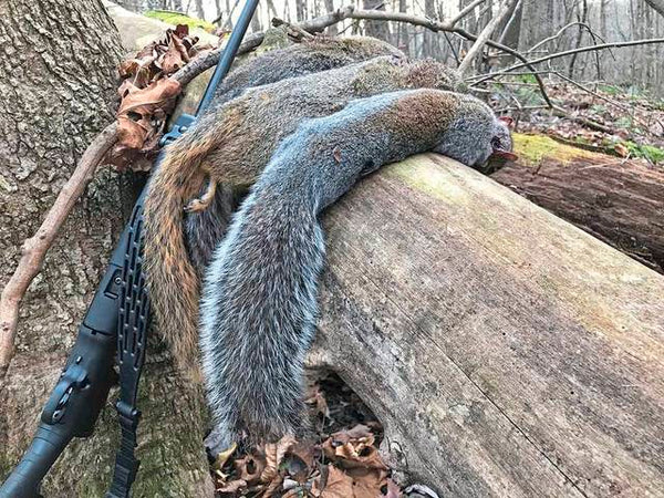 Why Squirrel Hunting Season is the Perfect Time to Get Outdoors and Connect with Nature