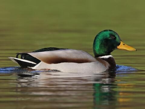 From Mallards to Geese: A Comprehensive Look at Waterfowl Hunting Seasons