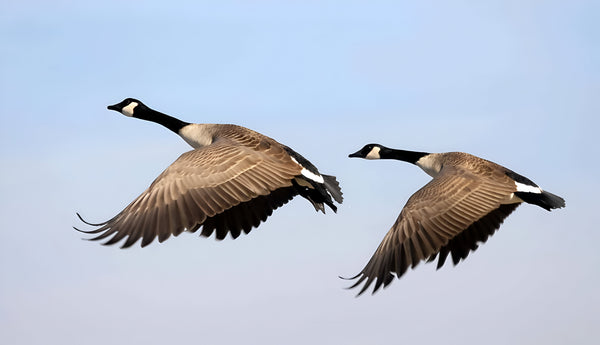The Ultimate Guide to Canadian Geese Hunting: Tips and Tricks for a Successful Hunt
