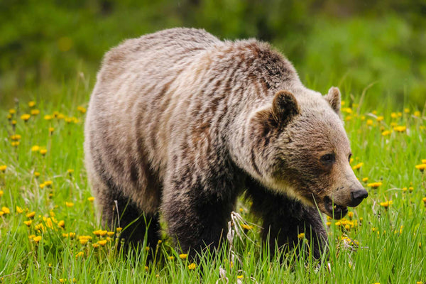 Following the Footsteps: A Guide to Tracking Grizzly Bears