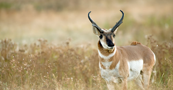 Pronghorn Deer Conservation Efforts: How We Can Help Protect Them
