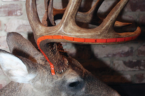 Whitetail Deer Scoring: The Boone and Crockett Scoring System