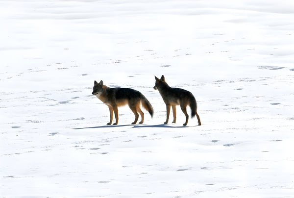 Coyote Courtship: The Surprising Behaviors and Strategies of Mating Pairs