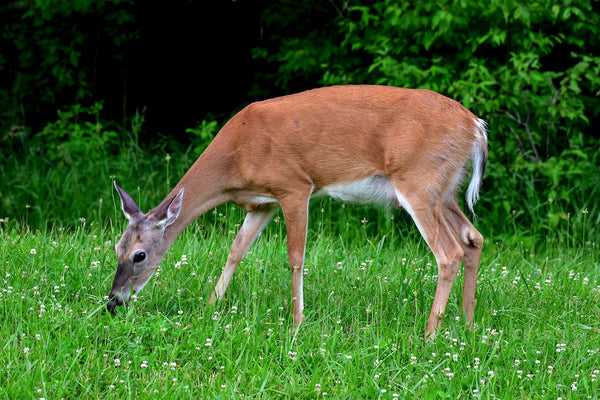 From Acorns to Apples: A Look at the Varied Diet of Whitetail Deer