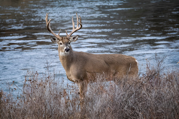 Stay Ahead of the Game: Plan Your Hunting Season with a Deer Activity Calendar
