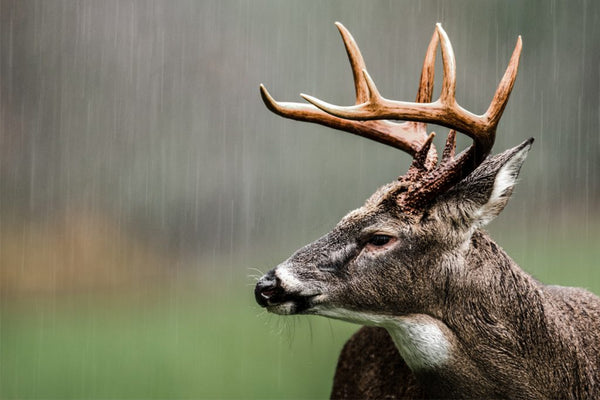 The Ultimate Guide to Deer Hunting in the Rain: Tips and Tricks
