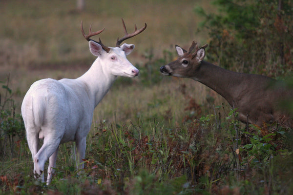 The Rare and Majestic Albino Whitetail Buck: A Sight to Behold