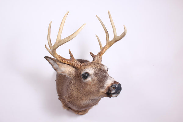 The Top 10 Most Creative Ways to Display Your Deer Head Mount