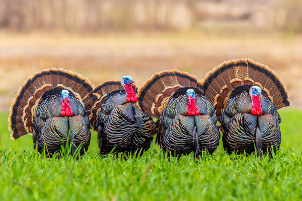 Gobble Up These Turkey Hunting Basics: A Beginner's Guide