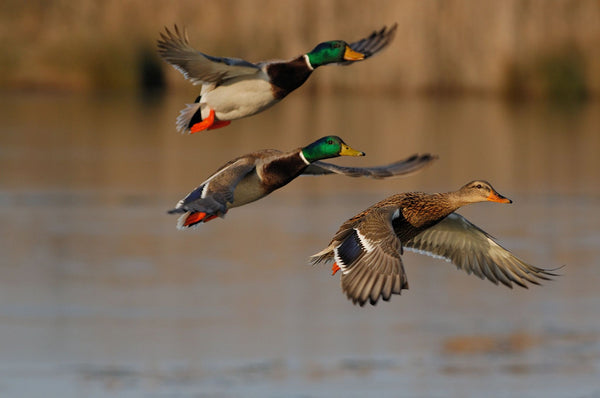 From Mallards to Teals: A Comprehensive Guide to Waterfowl Game Species