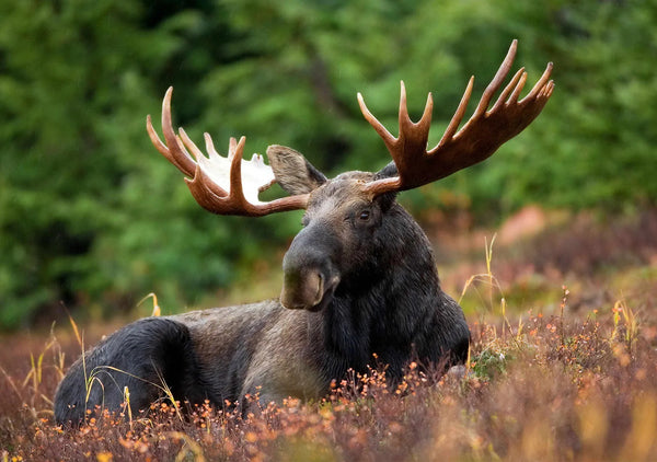 The Ultimate Guide to Moose Season: Tips and Tricks for a Successful Hunt