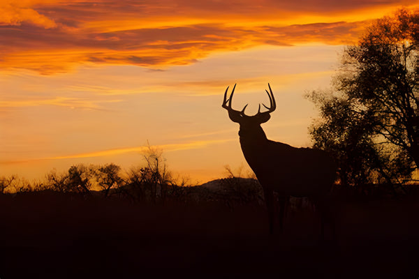 The Ultimate Guide to AGFC Deer Season: Tips and Tricks for a Successful Hunt