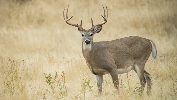 Deer Open Season: How to Prepare for a Successful Hunt