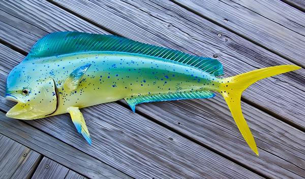 Mahi Fish: The Perfect Catch for Your Next Seafood Feast
