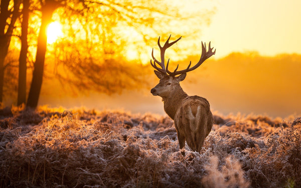 The Ultimate Guide to Hunting Season 2023: Dates, Regulations, and More