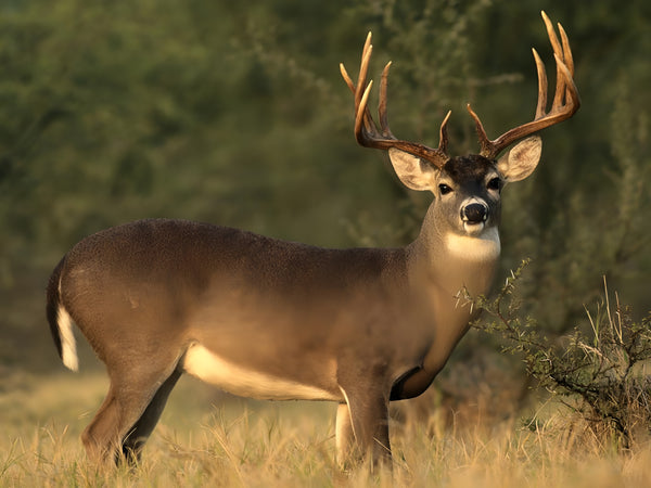 The Best Affordable Whitetail Hunting Trips for Thrifty Hunters