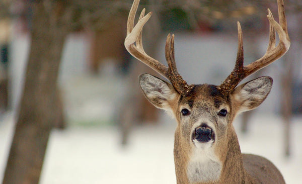 MDWFP Hunting Seasons: 2023 Mississippi Season Dates and Regulations