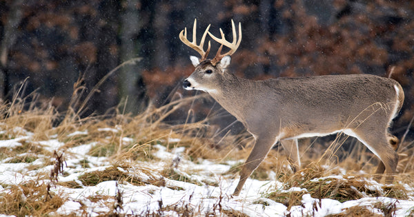The Ultimate Guide to DEC Deer Season: Tips and Tricks for a Successful Hunt