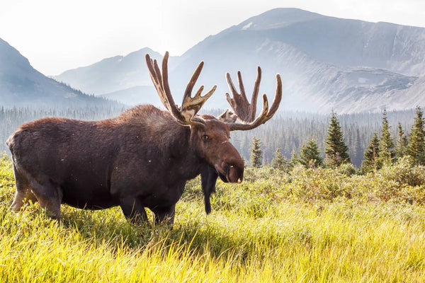 The Top 10 Biggest Deer in the World: A Hunter's Dream Come True