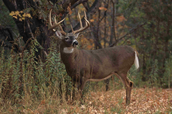 The Ultimate Guide to Deer Rut Season: Everything You Need to Know