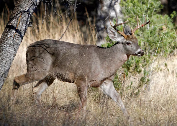 The Secret Life of Coues Deer: Fascinating Facts and Behaviors