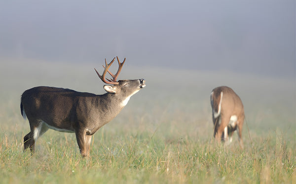 The Language of Whitetail Deer: Understanding the Different Sounds and What They Mean