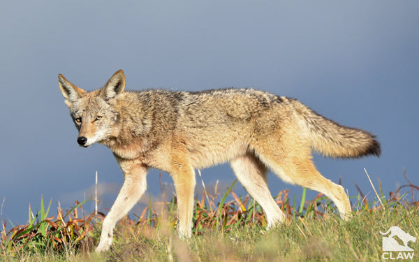 How to Hunt Coyotes: A Beginners Guide to Hunting A Coyote
