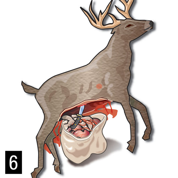 Gutting a Deer: Why It's Important and How to Do It Safely