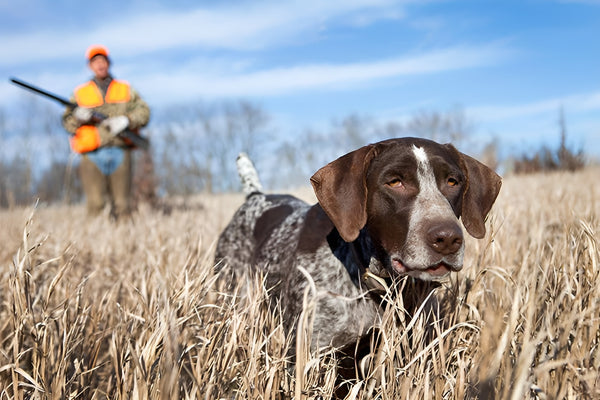 The Ultimate Guide to Training Your Waterfowl Dog: Tips and Tricks