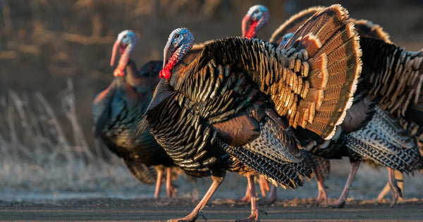 Gobble Up These Early Spring Turkey Hunting Tips