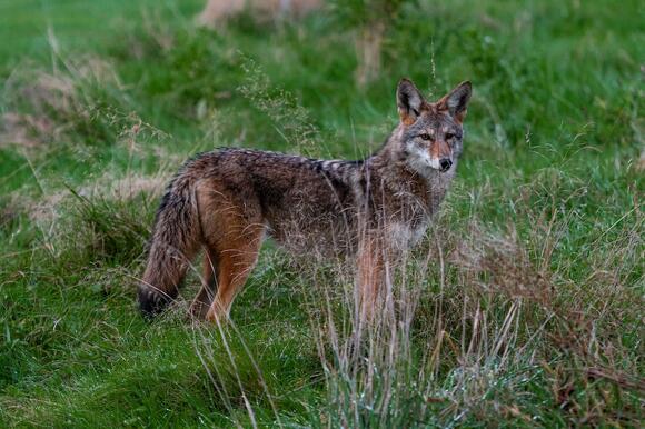 New York Bans Coyote Hunting Contests