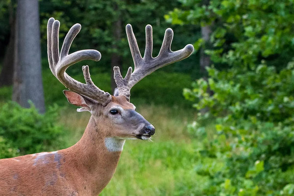 From Velvet to Bone: The Fascinating Journey of Whitetail Buck Antlers