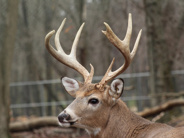 Ohio Wildlife Officers Investigate a Potentially Illegal Record Deer Harvest