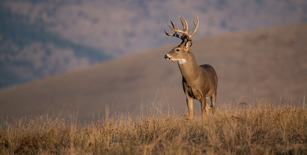 The Legend of the Giant Whitetail Buck: A Hunter's Dream Come True