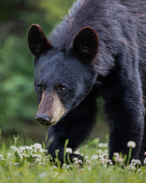 Louisiana Seeks Public Input on Black Bear Hunting Season