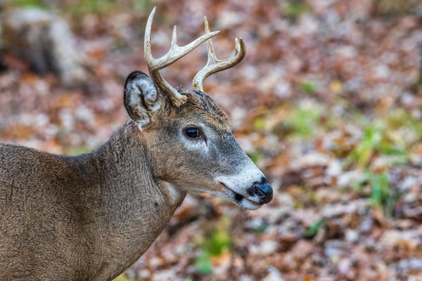 How to Deer Hunt on the Ground: Stealth & Strategy