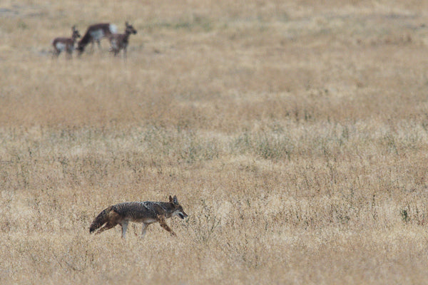 The Secret Language of Coyotes: Decoding Their Calls and Howls