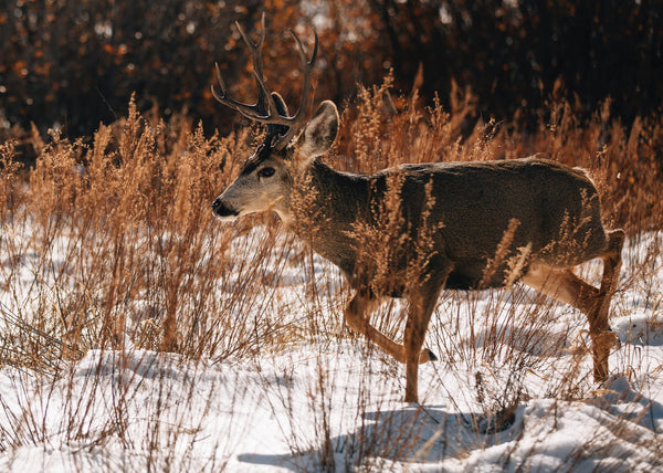Hunting the Mule Deer Buck: Tips and Tricks for a Successful Hunt
