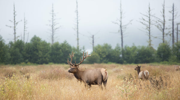 The Ultimate Guide to Bow Hunting for Elk: Tips and Tricks for a Successful Hunt