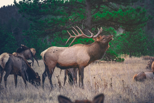 The Ultimate Guide to Ark Deer Season: Tips and Tricks for a Successful Hunt