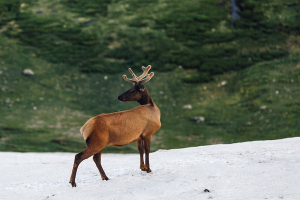 Behold the Fallow Buck: Behavior and Habitat Explained