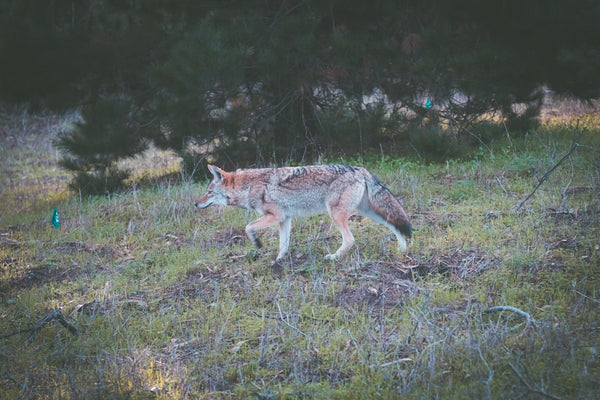 The Ultimate Guide to Coyote Traps: Catching the Wily Predator