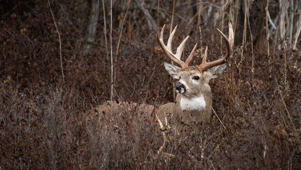 Why Public Land Conservation is Crucial for Future Generations of Hunters