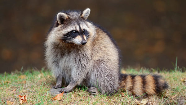 Raccoon Hunting Season: A Time-Honored Tradition in the Great Outdoors