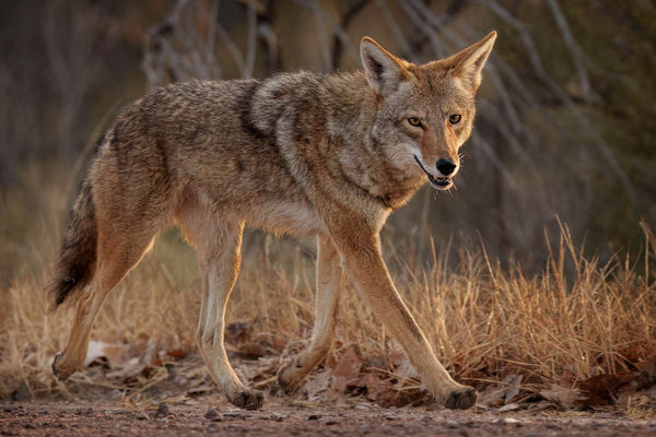 Exploring the Best Coyote Hunting Spots in the USA