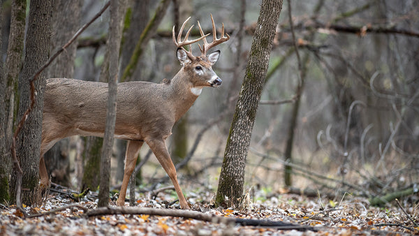 IDNR Deer Season 2023: What You Need to Know Before You Hit the Woods