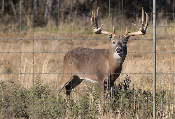 The Pros and Cons of High Fence Hunting: Is it Ethical or Unfair?