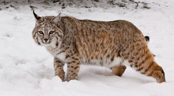 Bobcat Hunting Season: A Thrilling Adventure in the Wild