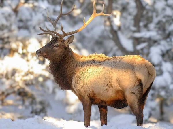 2024 Pronghorn and Elk Hunts Application Deadline Approaches in Arizona